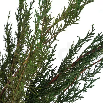 Preserved Cypress