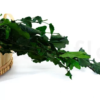 Preserved English Ivy