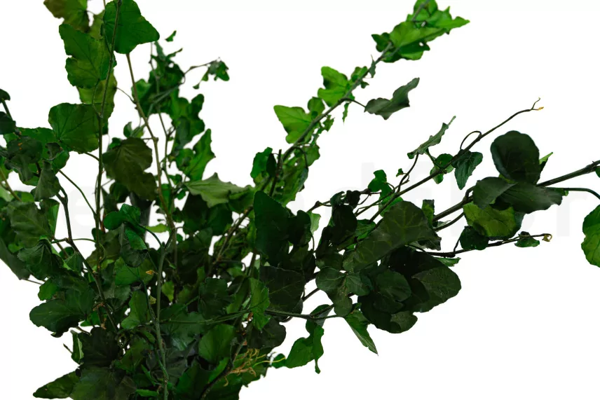 Preserved English Ivy