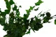 Preserved English Ivy 1