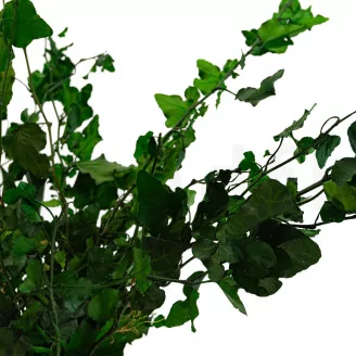 Preserved English Ivy