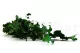 Preserved English Ivy 5