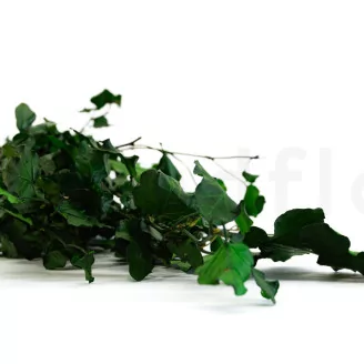 Preserved English Ivy