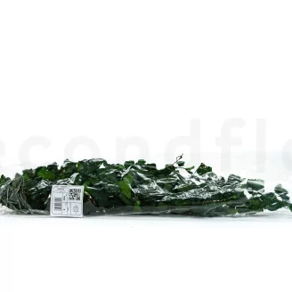 Preserved English Ivy