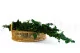 Preserved English Ivy 6