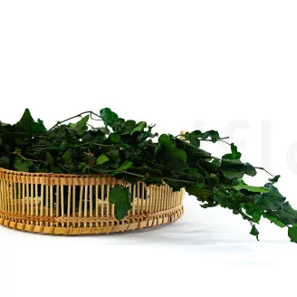 Preserved English Ivy