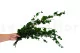 Preserved English Ivy 2