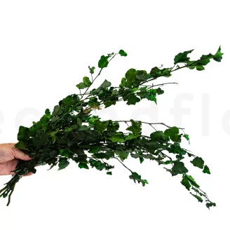 Preserved English Ivy