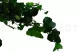 Preserved English Ivy 3