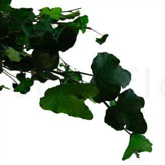 Preserved English Ivy
