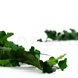Preserved English Ivy