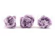 Preserved Peony Lavender (set of 3) 3