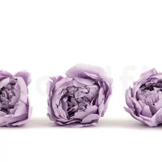 Preserved Peony Lavender (set of 3)