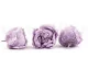 Preserved Peony Lavender (set of 3) 4