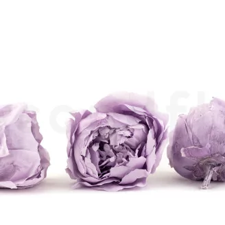 Preserved Peony Lavender (set of 3)