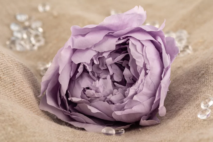 Preserved Peony Lavender (set of 3)