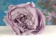 Preserved Peony Lavender (set of 3) 10