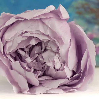 Preserved Peony Lavender (set of 3)