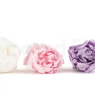 Preserved Peony Pink (set of 3)