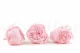 Preserved Peony Pink (set of 3) 4