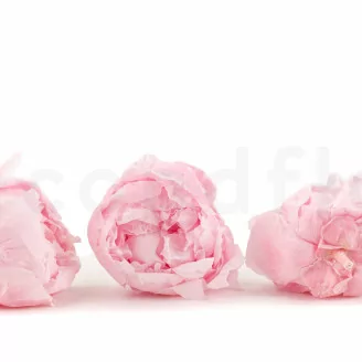 Preserved Peony Pink (set of 3)