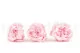 Preserved Peony Pink (set of 3) 3