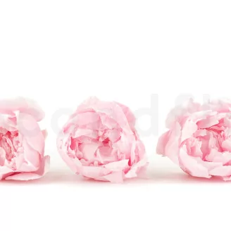 Preserved Peony Pink (set of 3)