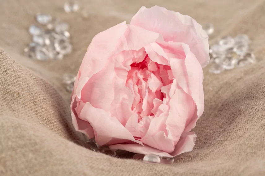 Preserved Peony Pink (set of 3)