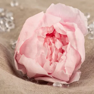 Preserved Peony Pink (set of 3)
