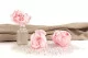 Preserved Peony Pink (set of 3) 2