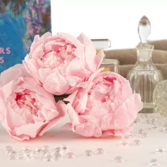 Preserved Peony Pink (set of 3)