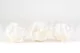 Preserved Peony White (set of 3) 4
