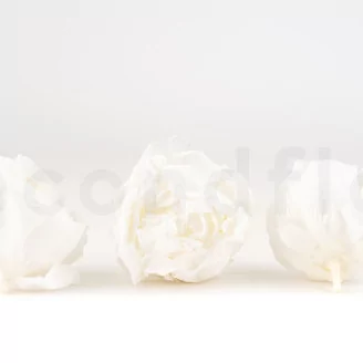 Preserved Peony White (set of 3)