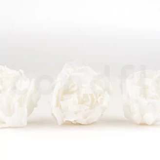 Preserved Peony White (set of 3)