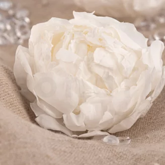 Preserved Peony White (set of 3)