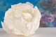 Preserved Peony White (set of 3) 11