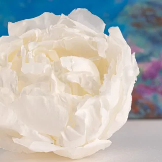 Preserved Peony White (set of 3)