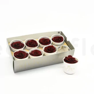 Preserved Rose L Burgundy (set of 8)
