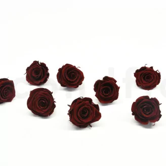 Preserved Rose L Burgundy (set of 8)