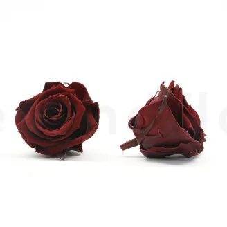 Preserved Rose L Burgundy (set of 8)