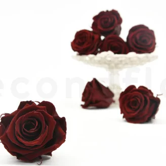 Preserved Rose L Burgundy (set of 8)