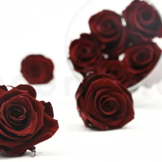 Preserved Rose L Burgundy (set of 8)