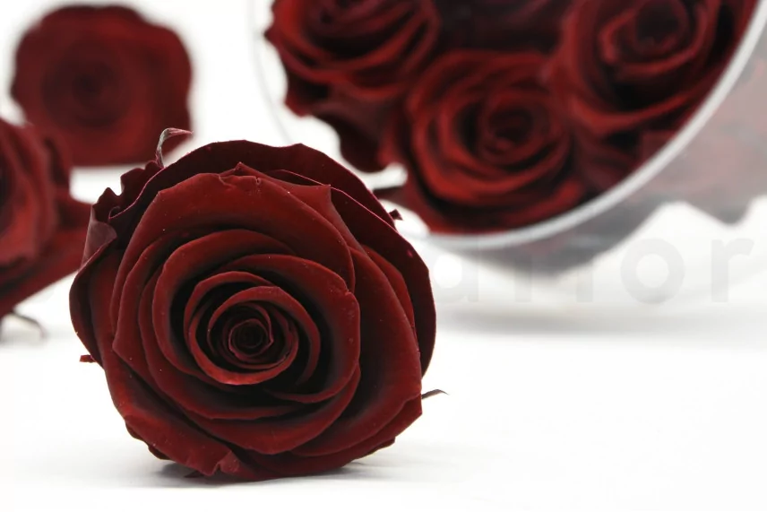 Preserved Rose L Burgundy (set of 8)