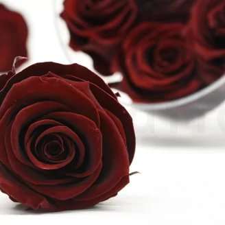 Preserved Rose L Burgundy (set of 8)