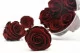 Preserved Rose L Burgundy (set of 8) 11