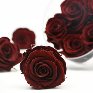 Preserved Rose L Burgundy (set of 8)