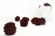 Preserved Rose L Burgundy (set of 8) 10