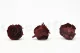 Preserved Rose L Burgundy (set of 8) 2