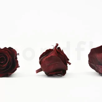 Preserved Rose L Burgundy (set of 8)