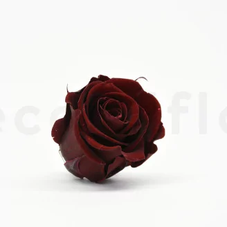 Preserved Rose L Burgundy (set of 8)